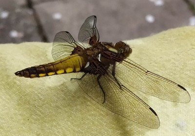 IMG_20220507_125304.jpg