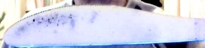 nuz.JPG