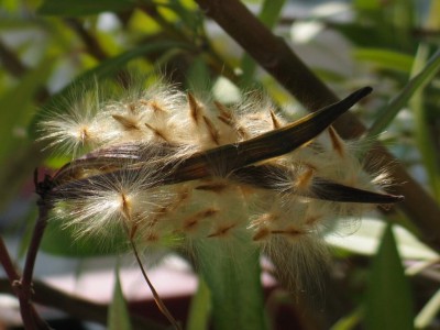 oleander_semena.jpg