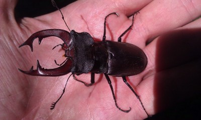 IMAG0863.jpg