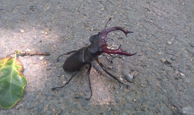 IMAG0857.jpg