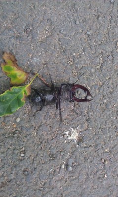 IMAG0850.jpg