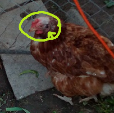 slepica.png