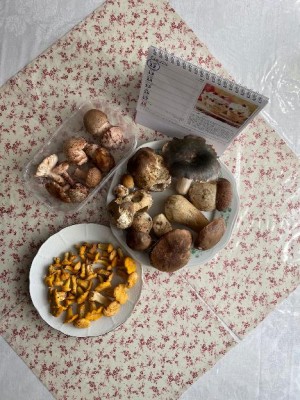 Moje lokalita č.2 (smíšený les - převážně buky, ale taky část s jehličnany).
<br />První letošní návštěva lesa - ušlo to. Červavost (tak jak to u letních bývá) cca 50%.