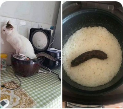 Kočka.jpg