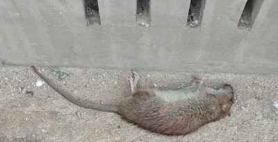 Rattus norvegicus