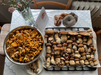 Já dnes - profláknutá "moje lokalita č.2".
<br />Který z nich je "h. borový"? :-)