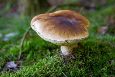 DSC03453.jpg