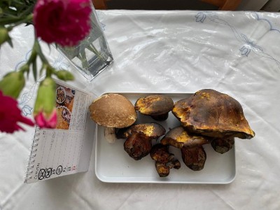 Kousek za městem - "masáky" jsem rovnou dal sousedům (nejsou na foto) :-)