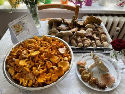 Včera - kdo ale bude ty "kuřátka" čistit? No samozřejmě, zase já (už se stalo) :-))