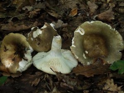 Holubinka bukovka