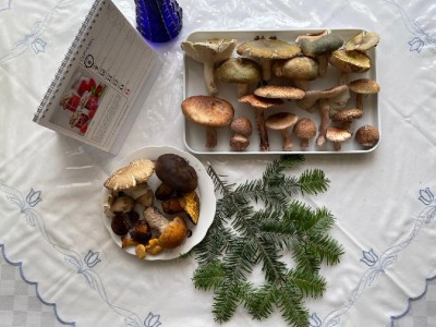 A Janek (kokun) našel (kromě jiných) letošního 1. "janka" (křemenáče osikového). Jinak jsou ta "moje" naleziště zdecimována :-(