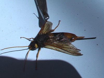 IMGA0440.JPG