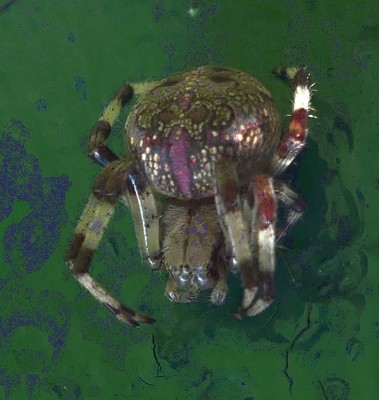 pavoucek001.jpg