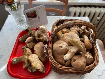 Dnes v bukovině  - košík a ještě 1/2 tašky.
<br />Chtělo to tam být tak o 2 dny dříve - byly by menší a taky míň ohryzané od slimáků :-(
<br />Jenže "nejsou lidi" - mám taky 2 zahrádky; zahradu na chalupě (trnky do bečky; jabka do výkupu; ...)