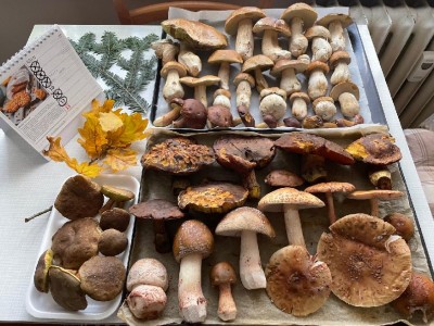 Vyloženo na stůl - vč. těch masitých "masáků".
<br />A že objevuji už dávno objevené, dokazuje to, že tam (kde jsem v UT našel přes 30 "praváků") byly pouhopouhé 2 :-(
