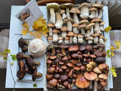 Vyloženo na stůl. Konečně už začaly růst taky "suchohřiby".
<br />A taky ten mini-trsek "václavek" (vpravo dole!).