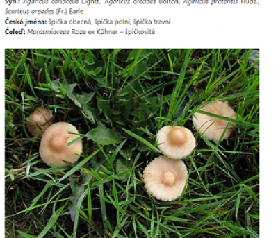 -š-pička.png