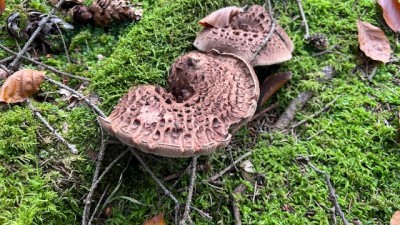 IMG_4722.jpeg