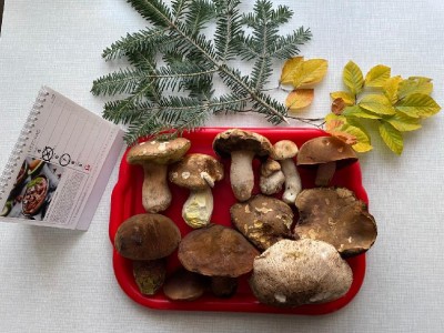 ČT 7.11.2024.
<br />Ještě by rostly i "praváci" (viz 2 malé) - nebýt sucha. Dalších cca 5 jsem tam už musel nechat - "semeňáci" :-(
<br />Zato 3 "sináci" neměly chybu - nádherné :-)