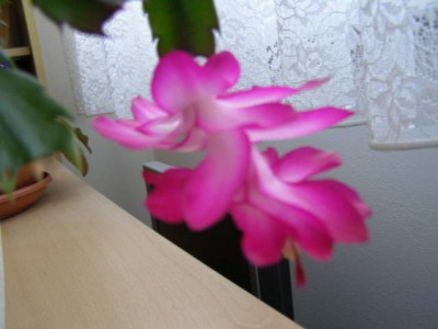 P1010969.JPG