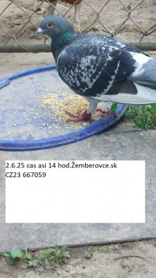 holub cz23.jpg