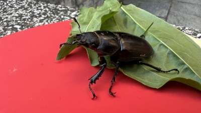 IMG_6839.jpg