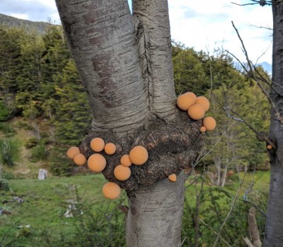Cyttaria_Darwinii.jpg