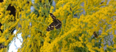 IMG_20250817_133141279_BURST001.jpg