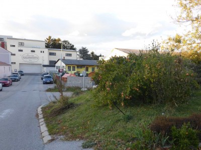 P1000617.jpg