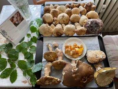 Dnešní úroda - hřiby kvalitnější (téměř neohryzané; i červivost nižší). Převažují dubáky - taky jeden "borový"; 1 "máselník" a hrstka "lišek" :-)