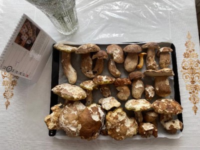 Včerejší nálezy - hřiby (samé dubáky) hodně ohryzané slimáky. Také červivost vysoká - letní.
<br />Taky 1 klíšťák - mohutný :-(