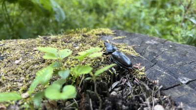 IMG_6297.jpeg