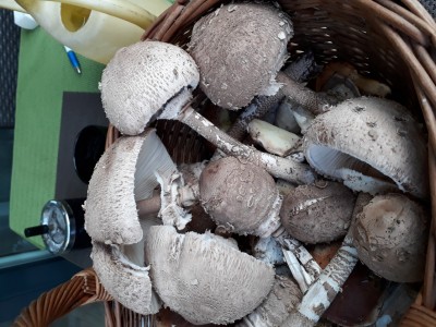 20180626_060424.jpg