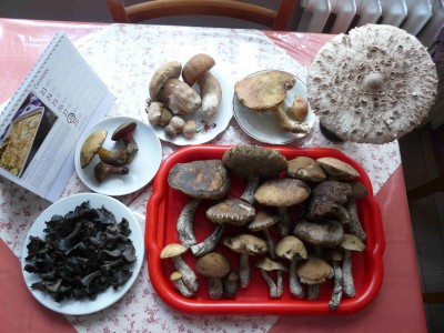 Včera.
<br />Náhodou jsem se ocitl v chatové oblasti.
<br />Přestože houbaření v horku "doslova nenávidím", v 10hod. jsem vlezl do lesa.