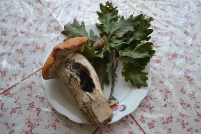 "Janka" napadeného "Chrobákem lesním" vidím dnes prvně :-o
