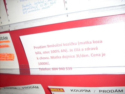 koza.jpg
