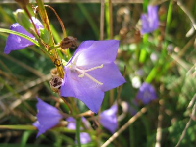 IMG_7281.JPG