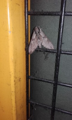 20180612_065356.jpg