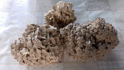 20190705_090016.jpg