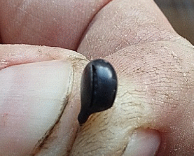 varistor.png