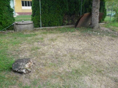 Cca 5m od studny (vpravo) stojí padesátiletý stříbrný smrk - pod ním je tráva doslova spálená :-(