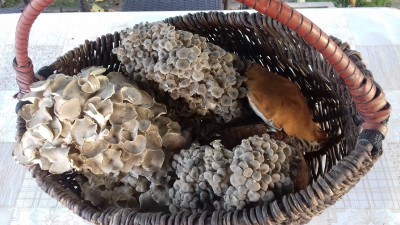 20190824_104703.jpg