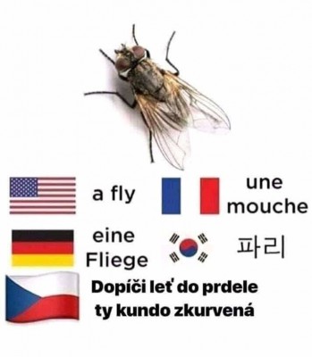 moucha.jpg