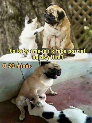 pejsek a kočička