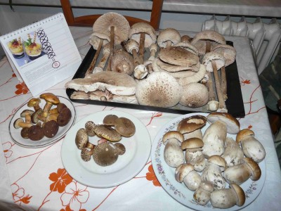 Výsledek dnešní krátké odpol. "vycházky" :-)