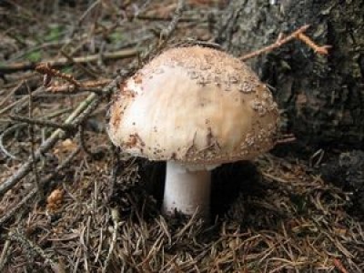 Muchomůrka růžovka - tzv "masák"