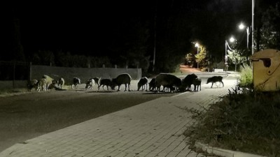 divoká.jpg