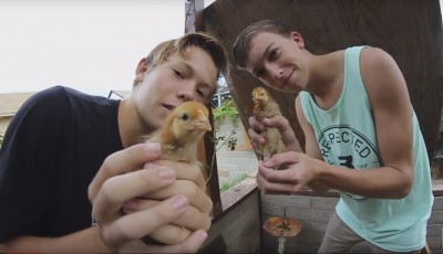 Chickens - Trump&Tick-tack-300k.jpg