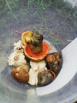 Photo0217.jpg